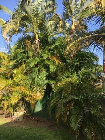 Villa les Palmiers Les Trois-Ilets - Photo2
