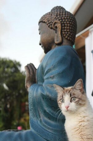 Buddha Bleu - Photo2