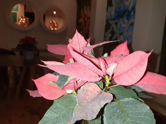 Casa 5 Bed & Breakfast - Photo5
