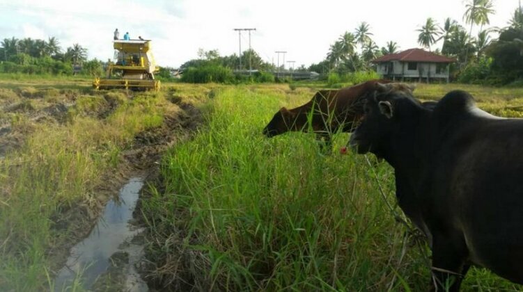 Seri Pengkalan Homestay - Photo5