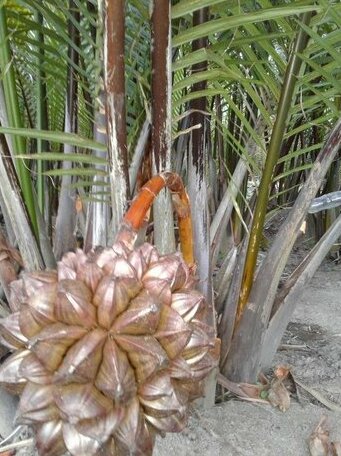 Homestay Seri Nipah Perlis - Photo2
