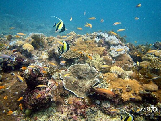 Situ Island