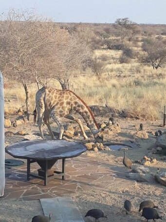 Oma-Ongo Guesthouse - Photo3