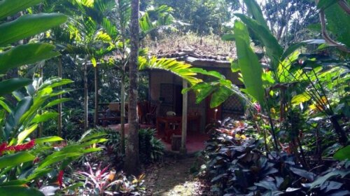 Quiet forest cabins
