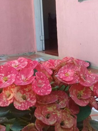 Guest House Nena Rivas - Photo2