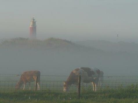 Duin/Vuurtorenzicht - Photo4