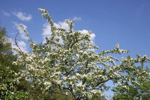 De Betuwe Hoeve