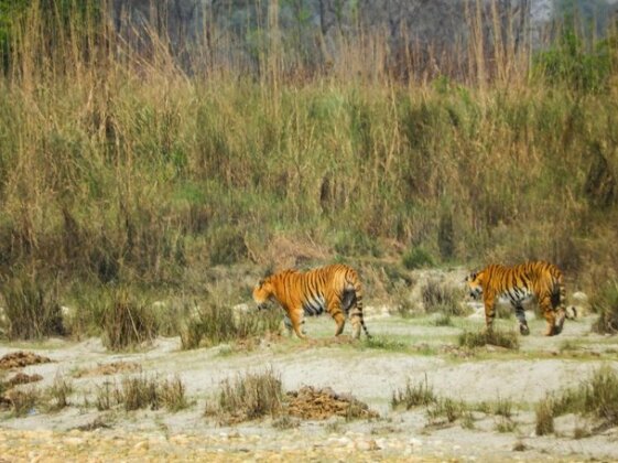 Bardia Wildlife Resort - Photo3