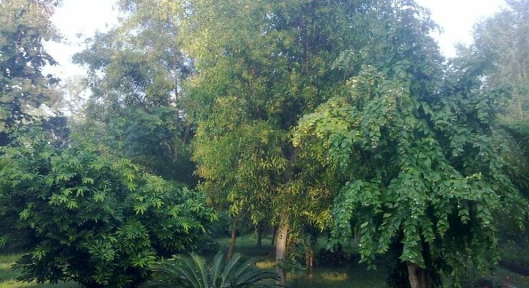 Nepal Wildlife Resort - Photo4