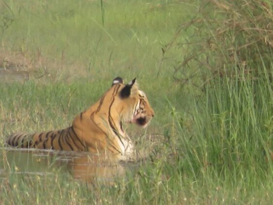 Prem Bardiya Homestay - Photo4