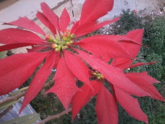 Bandipur Milan Guest House - Photo5