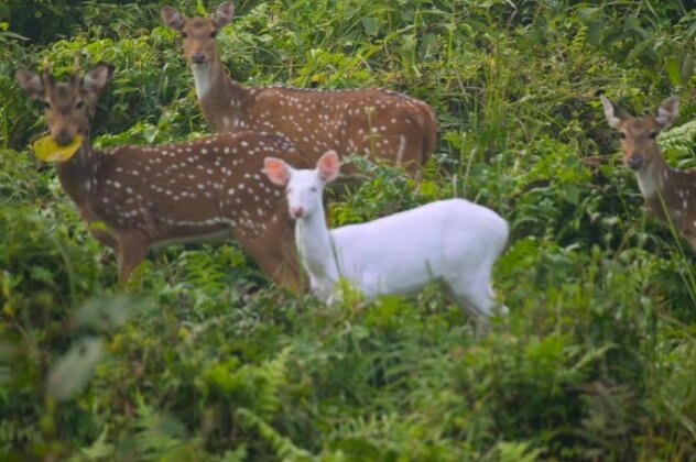 Chital lodge - Photo5