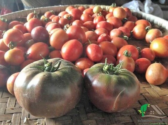 Homestay - Bhattidanda Fresh&Natural Homestay - Photo3