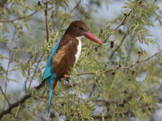 Koshi Tappu Wildlife Camp - Photo2