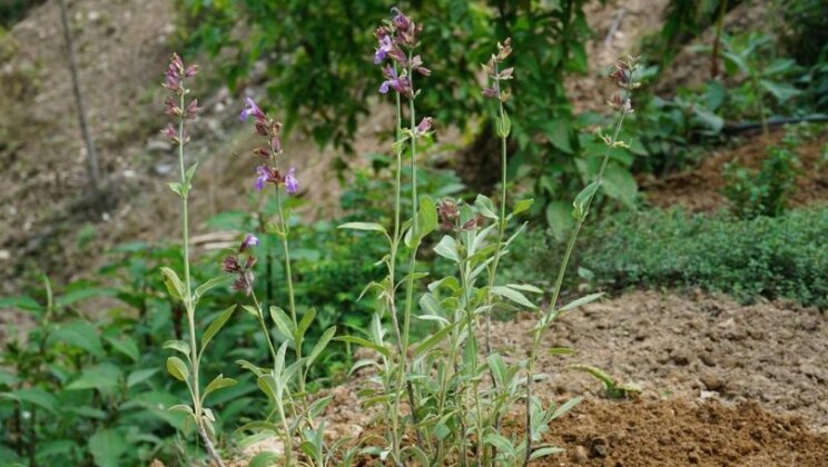 Swasti Yoga Farm Nagarkot - Photo3