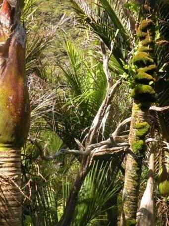 Piha Eco Sanctuary - Photo2