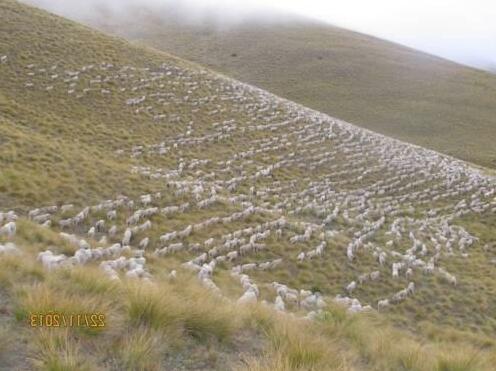 Dunstan Downs High Country Sheep Station - Photo5