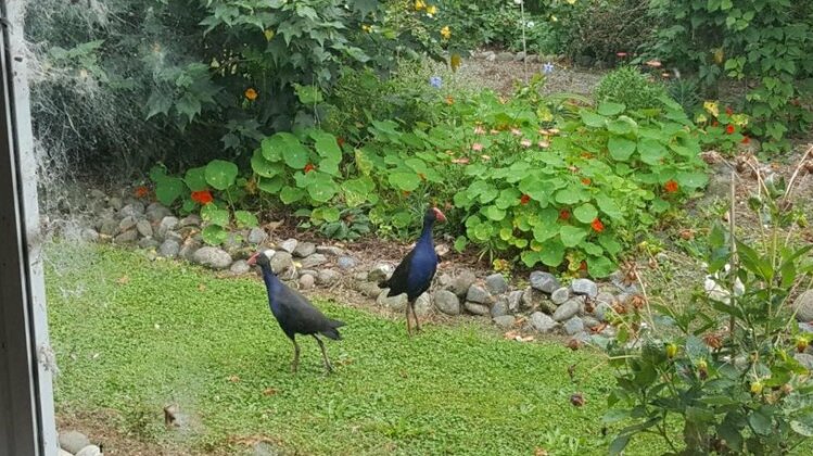 Taupata Cottage - Photo4