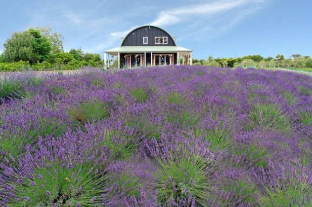 Lavender Hill Riverhead - Photo2