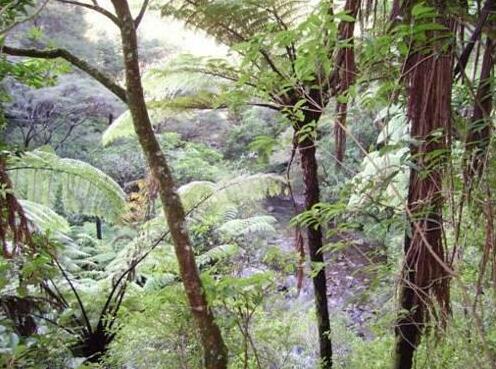 The Nunnery Te Aroha - Photo3