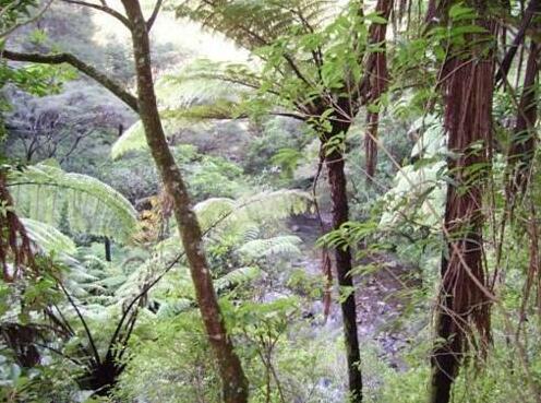 The Nunnery Te Aroha - Photo3