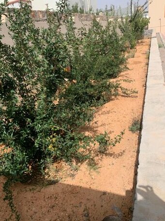 Aljabal Al Akhdar Olive Tree Guest house - Photo4