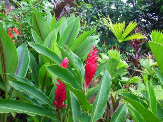 Red Ginger Eco-House - Photo5