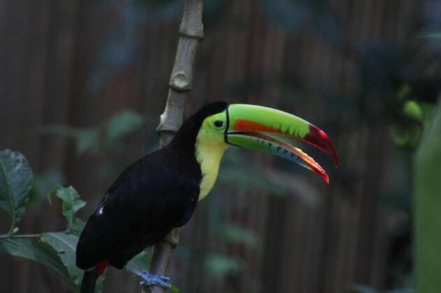 Jungle Paunch - Photo3