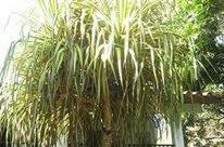 Casa Guardia-Cocle - Photo4