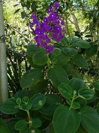 Homestay - An unique experience in Panama - Photo4