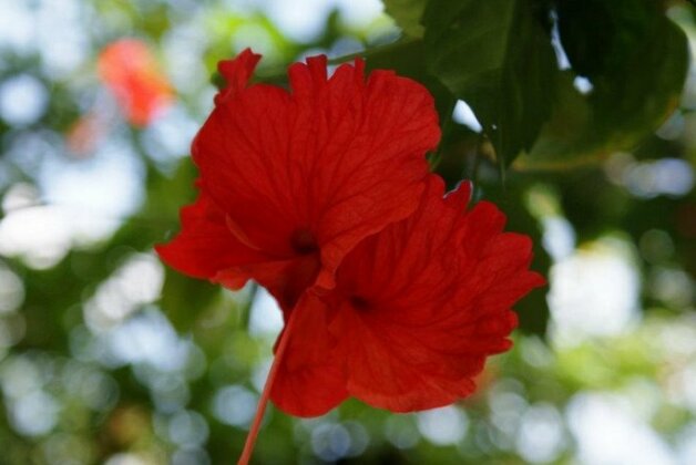 Bambu Guesthouse Portobelo - Photo5