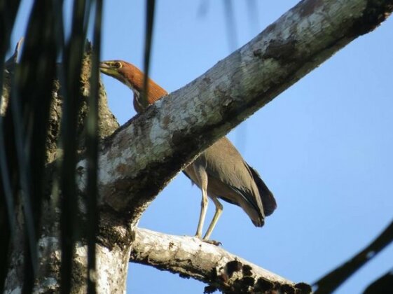 Arapaima Amazon Hostel - Photo5
