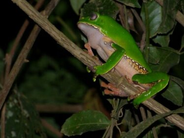 Tambopata River