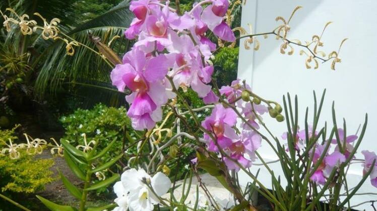 Vini Beach Lodge - Photo5