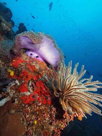 Tufi Dive Resort