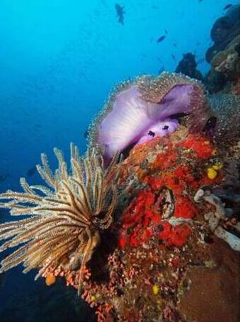 Tufi Dive Resort