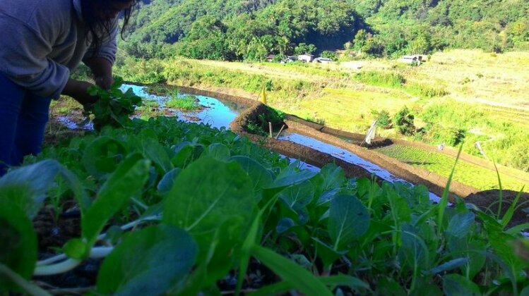 Homestay in Kiangan near Nagacadan Rice Terraces - Photo2