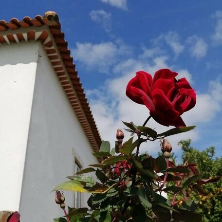 Avo Rosa Guesthouse