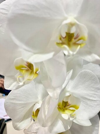 White Orchid Bucharest - Photo2