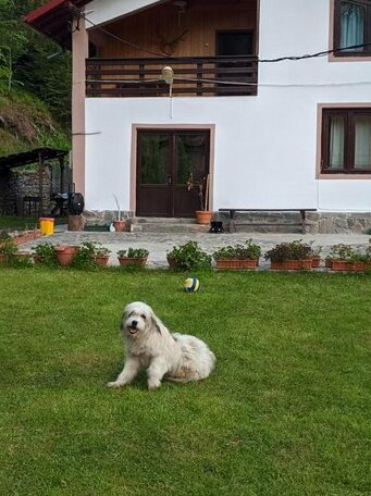 Dobroneagu Valsan Arges - Photo2