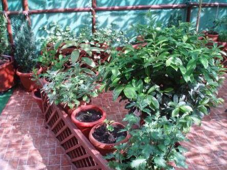 AdlerOk Guest House - Photo5