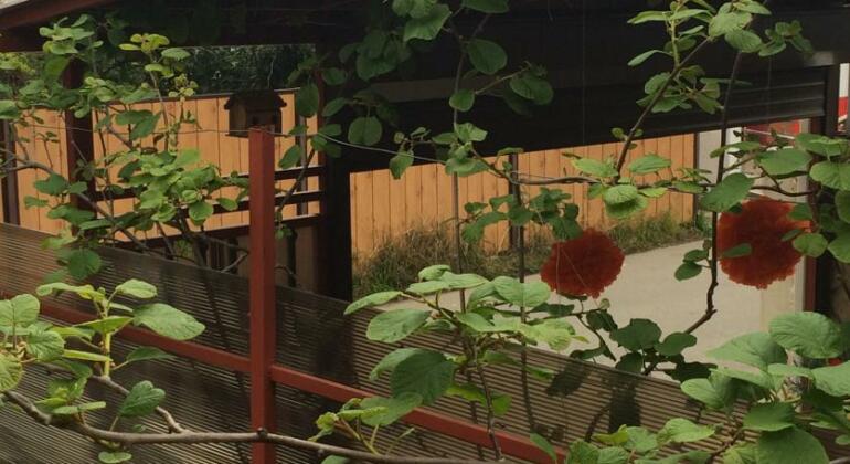 Alice Guest House Adler - Photo5