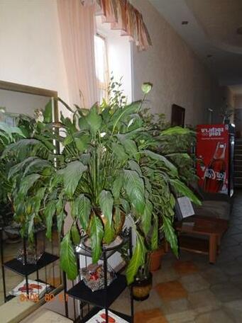 Hotel Dama s Sobach'koy - Photo2
