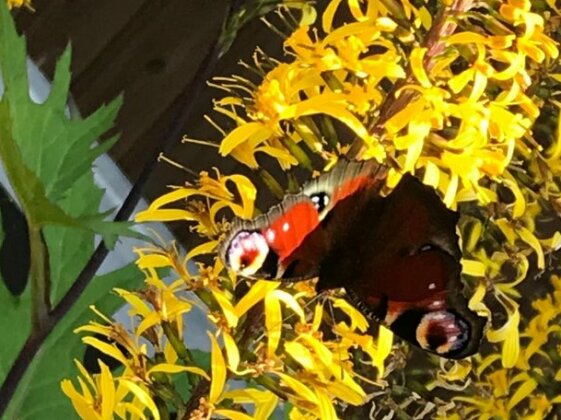 Sweet Dreams Inn Chekhov - Photo3