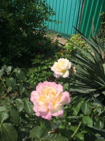 Guest House Elena Il'ich - Photo3