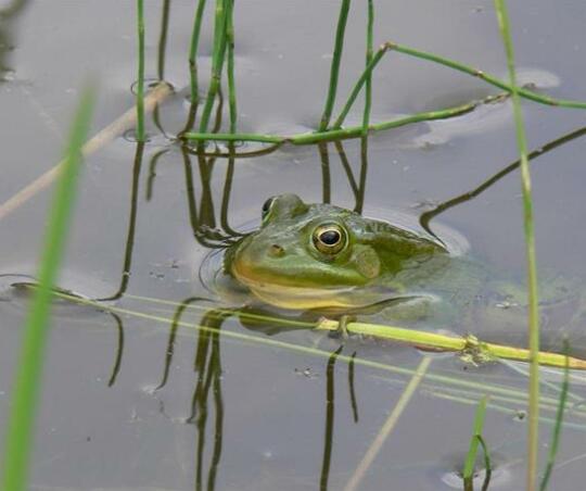 Camping Bereg - Photo5