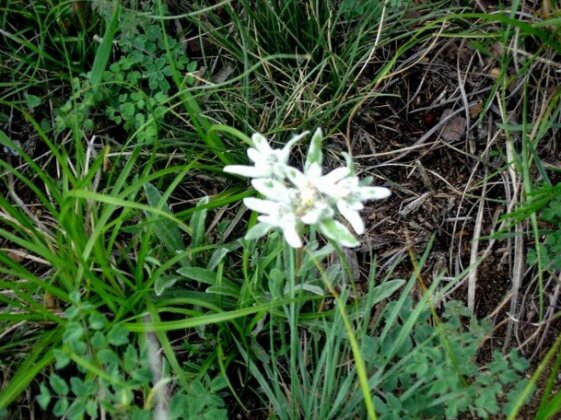 Geser Resort - Photo2