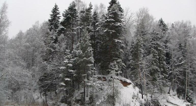 Holiday Resort Forest Beach - Photo3