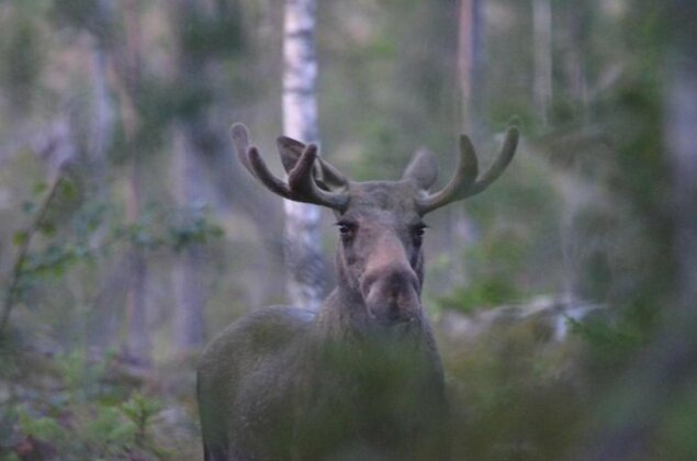 Wildlife Sweden Camp Aengra - Photo2