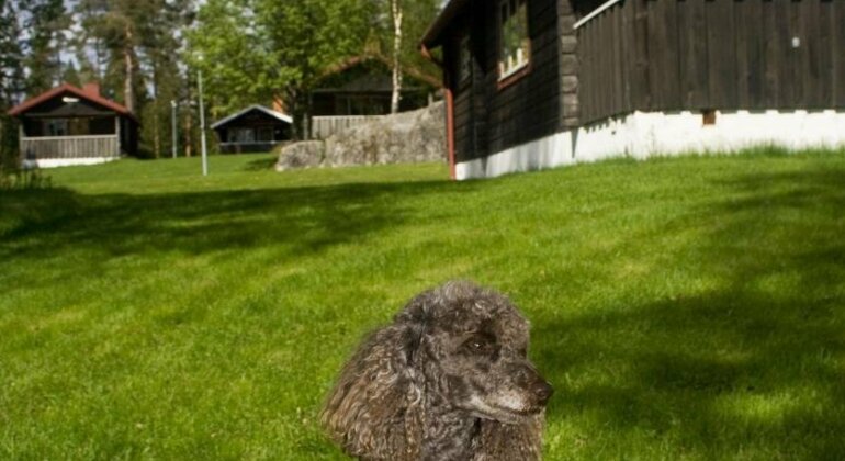 Siljansnas Stugby - Photo2